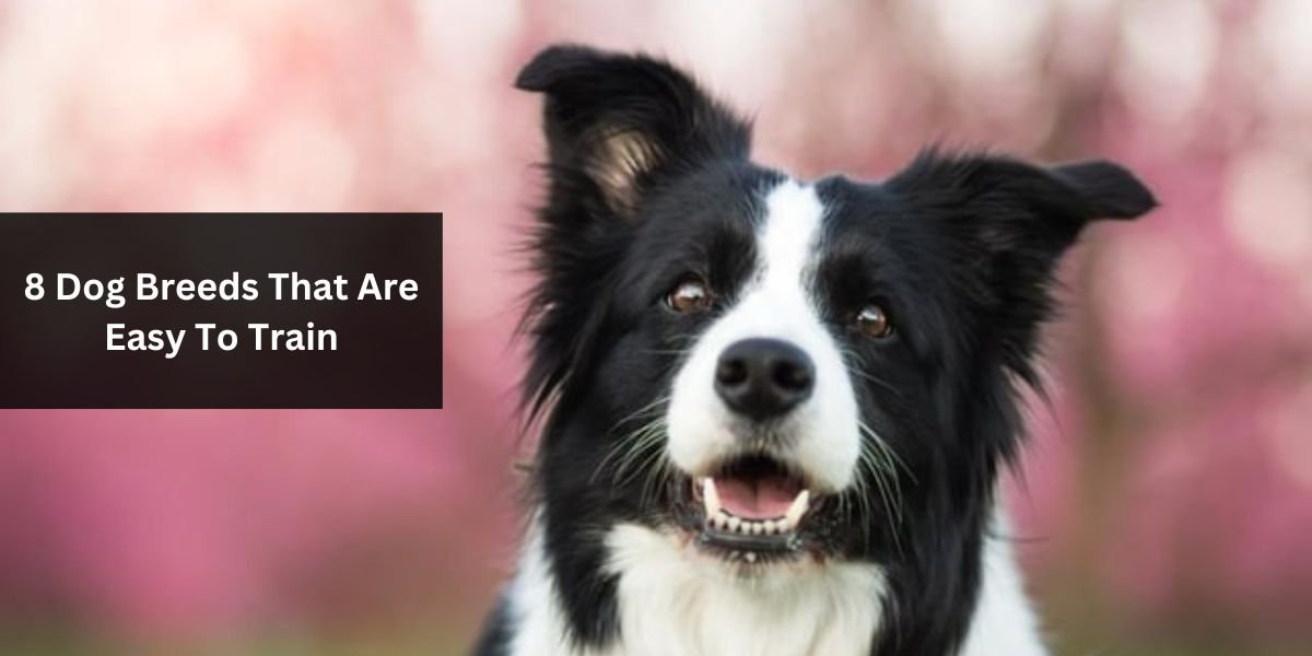 8 Dog Breeds That Are Easy To Train