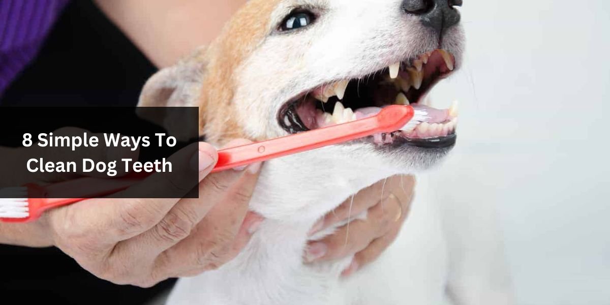 8 Simple Ways To Clean Dog Teeth