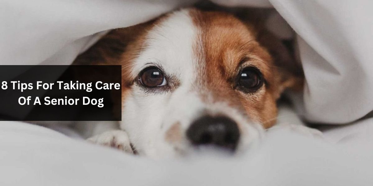 8 Tips For Taking Care Of A Senior Dog