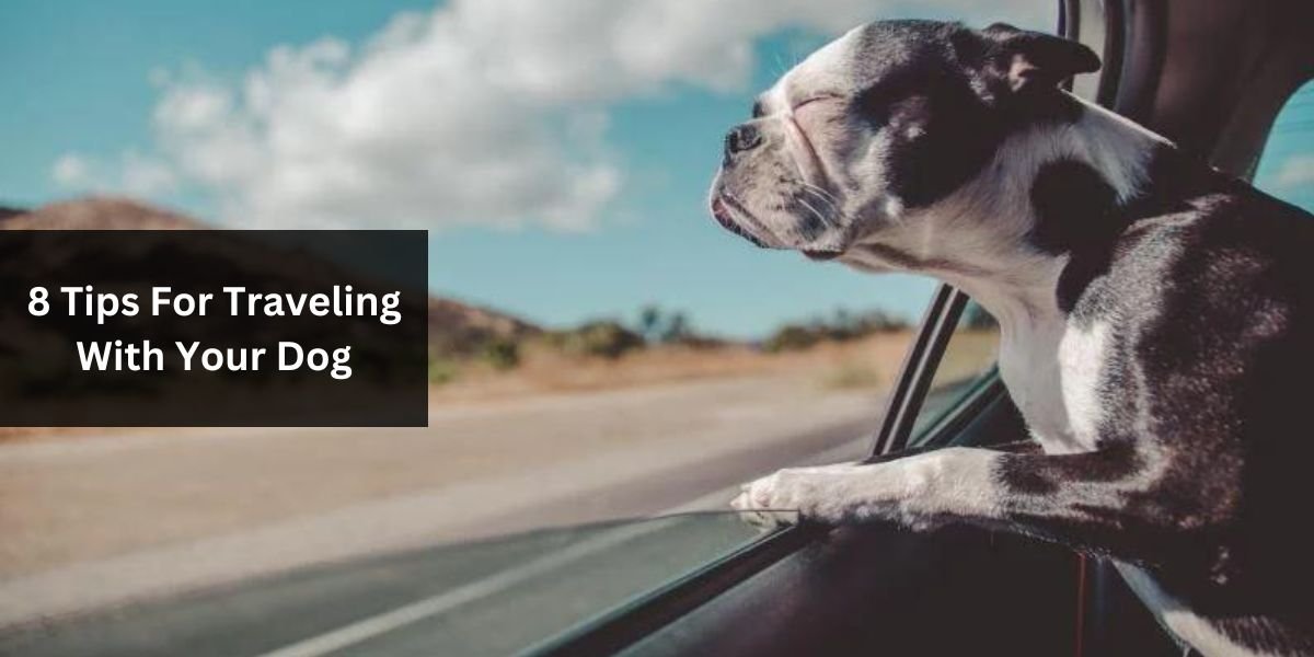 8 Tips For Traveling With Your Dog