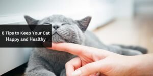 8 Tips to Keep Your Cat Happy and Healthy